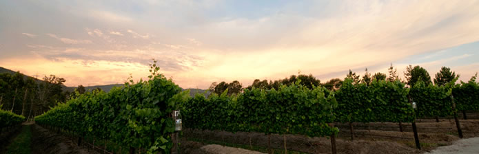 banner-wine-farm