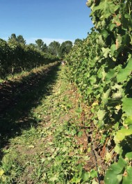 Wines of Redford Lane in Plett