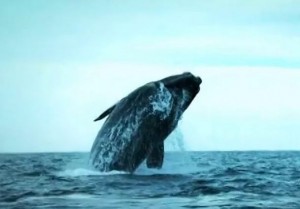 ocean-blue-adventures-whale-video