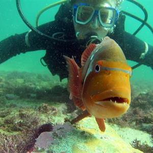 Diving is one of the many adventures available in the Garden Route.
