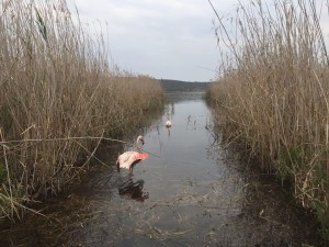 Flamingos released after being rehabilitated at Tenikwa, near Plett