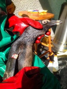The 100-litre oil spill that occurred during a ship-to-ship transfer on August 16, and the 5km resultant slick that affected about 150 African penguins, is considered by SA National Parks to be a national environmental disaster. Photo: Supplied The 100-litre oil spill that occurred during a ship-to-ship transfer on August 16, and the 5km resultant slick that affected about 150 African penguins, is considered by SA National Parks to be a national environmental disaster. Photo: Supplied