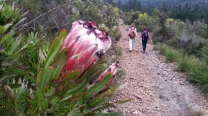 the plett trail hikes