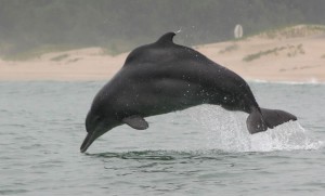 Humpback-Dolphin-Conservation-Project-2