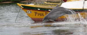 Humpback-Dolphin-Conservation-Project