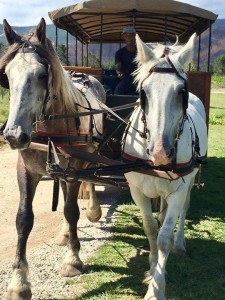 horse-carriage-wine-trail
