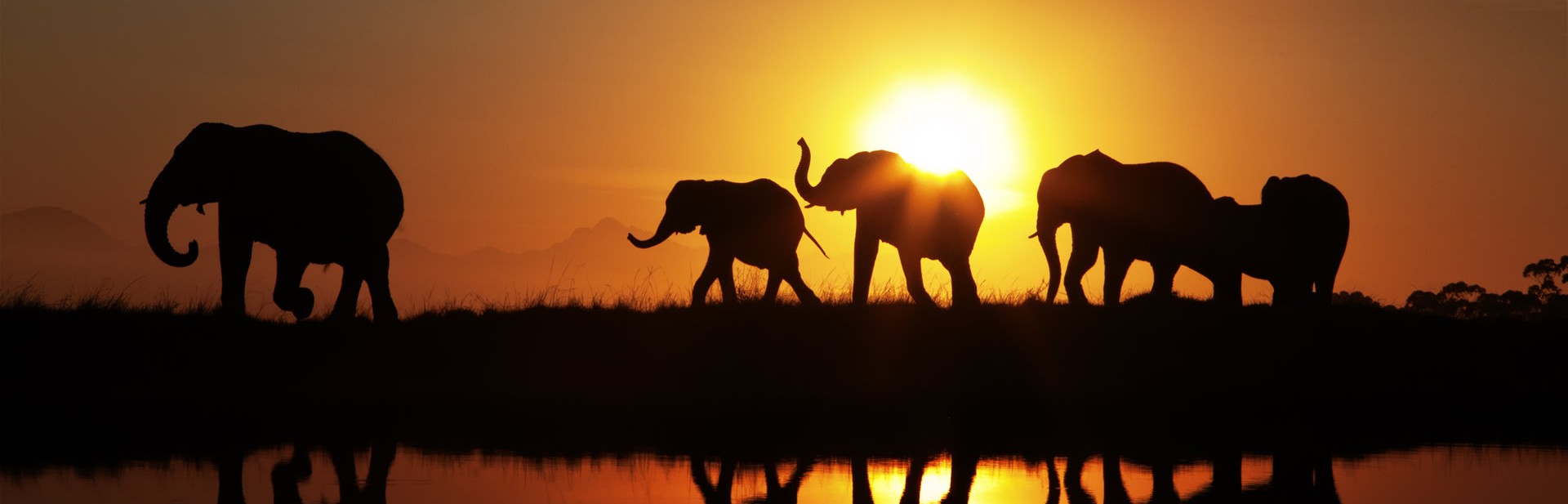 Elephant herd at sunrise in Plett