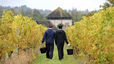 wine industry boosts economy in plett