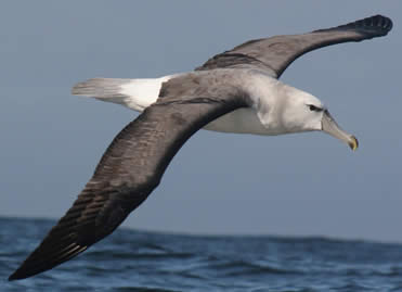 pelagic-bird-flying