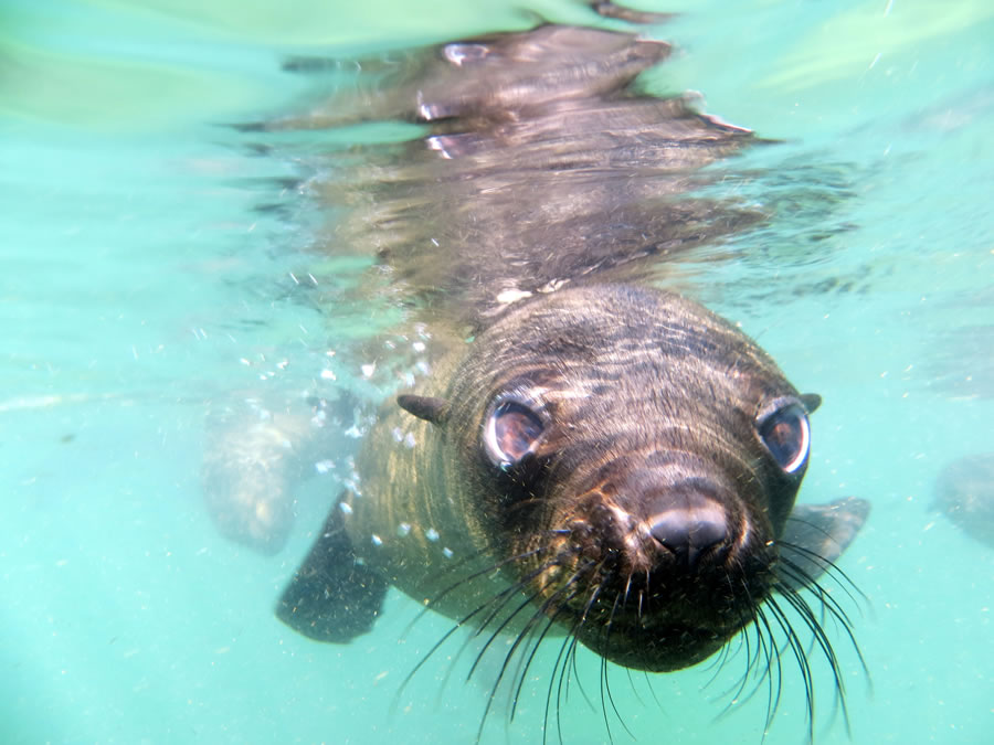 offshore-adventures-swim-with-seals
