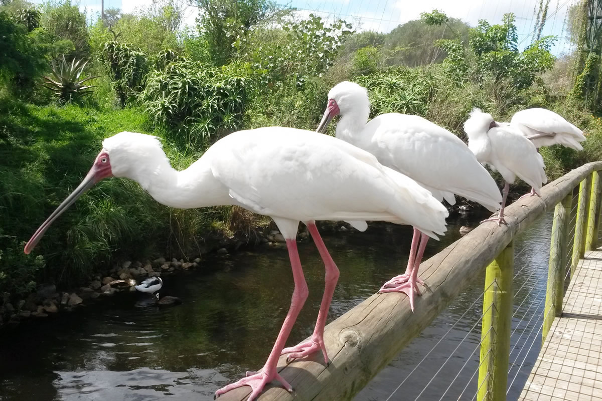 birdsofedenBirds of Eden Water Fowl Birds 16 « Plett Tourism Contest