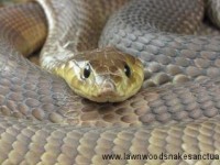 Lawnwood Snake Sanctuary