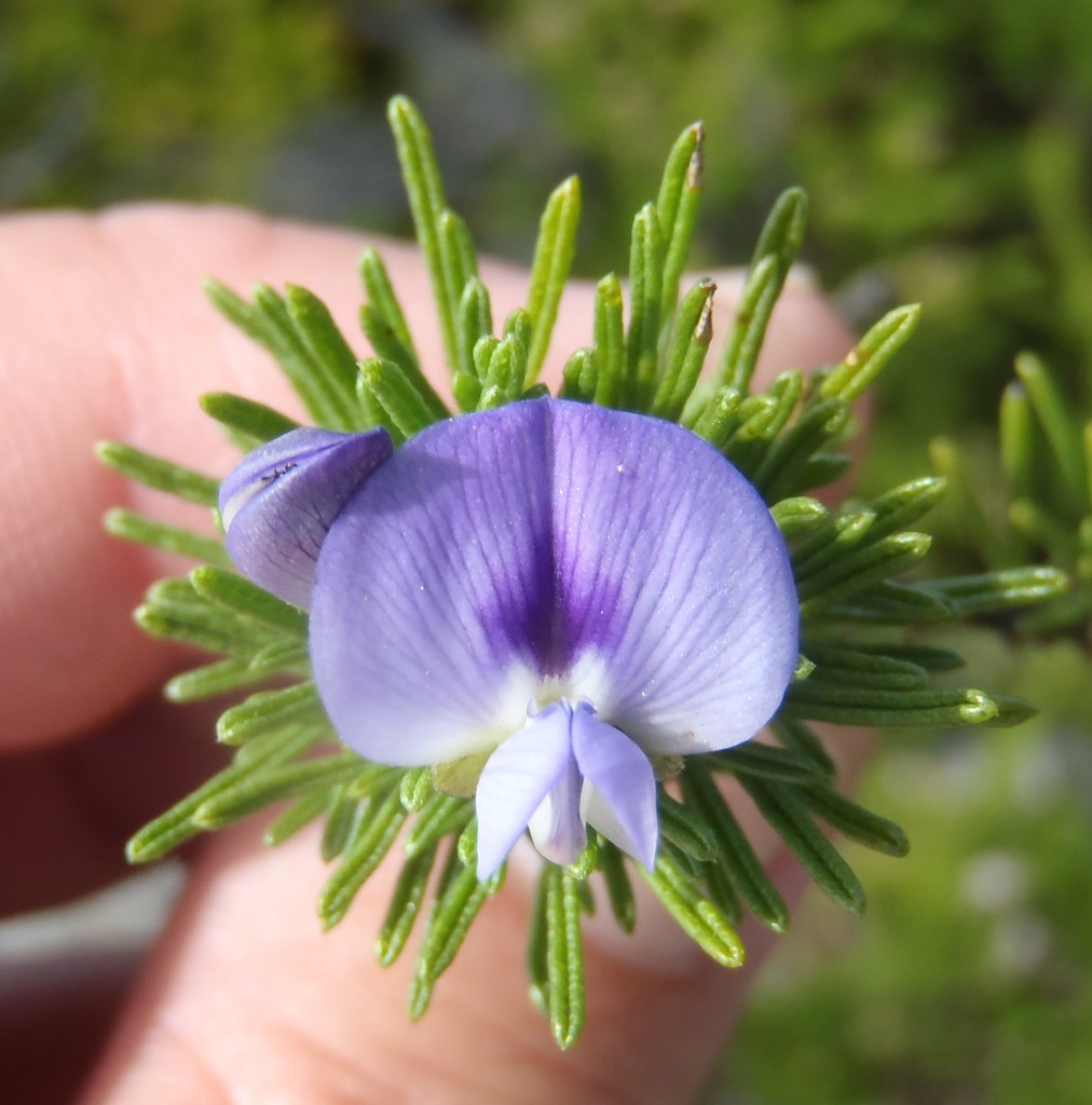 Fabaea Psoralea vanberklae