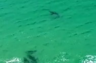 Video: seals chase great white shark robberg