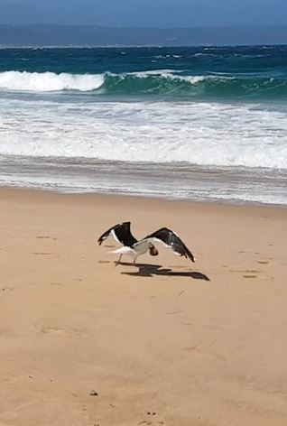 This seagull uses ingenious methods to open a red bait pod on Central beach in Plettenberg Bay. As the pod is heavy, he grabs it in his beak and uses the strong south easterly wind to get himself airborne. Then, once he's about 10 meters up he drops it onto the hard beach sand. He then lands and pecks at it with his beak to open it up where it has cracked.