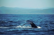 Whales frolicking in the bay