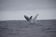 Whales in Plett by Ocean Blue Adventures