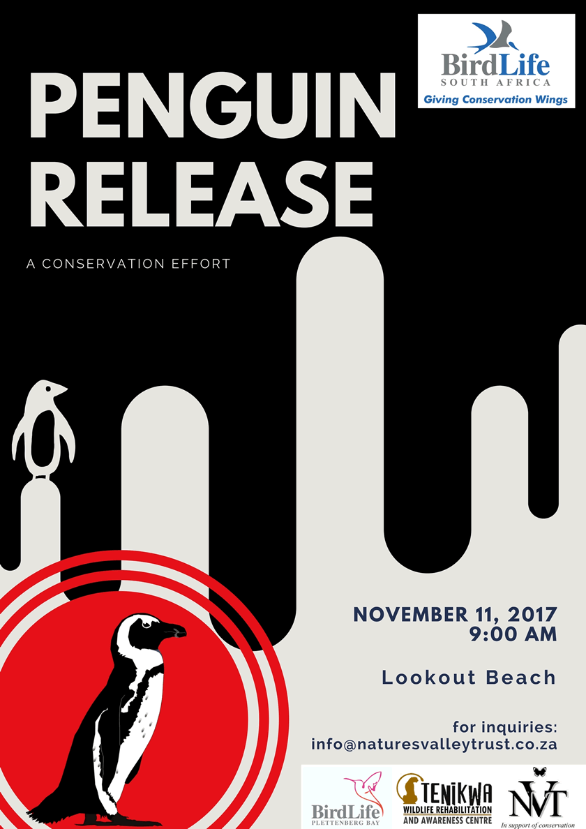 2nd Penguin Release in Plett « 2nd Penguin Release in Plett on 11 Nov ...