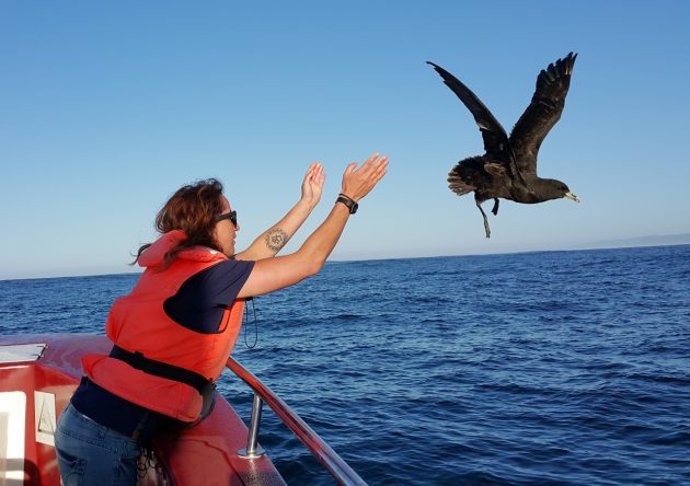 12.2-White-chinned-Petrel-being-released-630x444