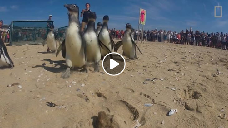 national-geographic-features-plett-penguins-release-video