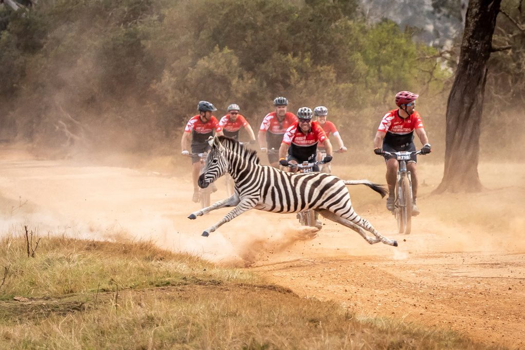 The wildlife of the Plettenberg Bay Game Reserve once again put on a show for the BUCO Dr Evil Classic riders. Photo by Oakpics.com.