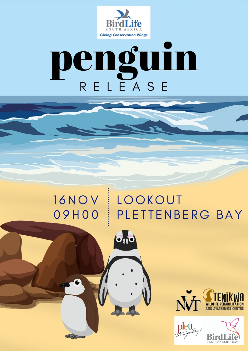 10th Penguin Release in Plett « 10th Penguin Release in Plett ...