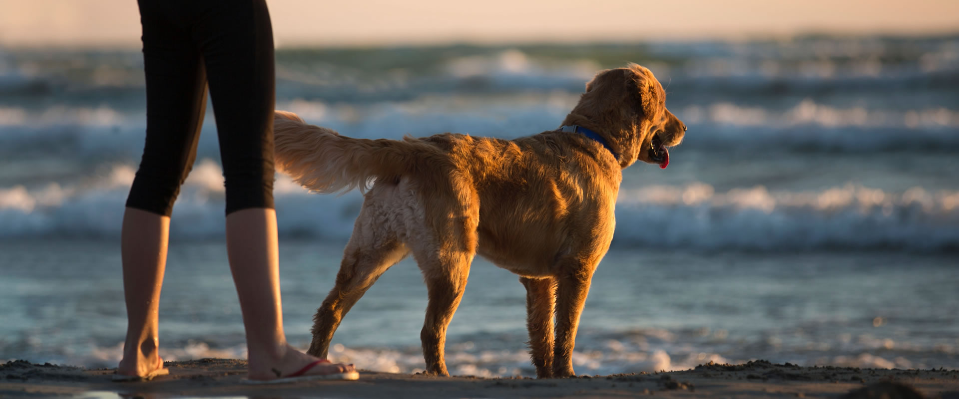 DogFriendly Beaches « Dog friendly beach zones in Plettenberg Bay for