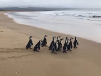 WATCH: Freedom for penguins before lockdown