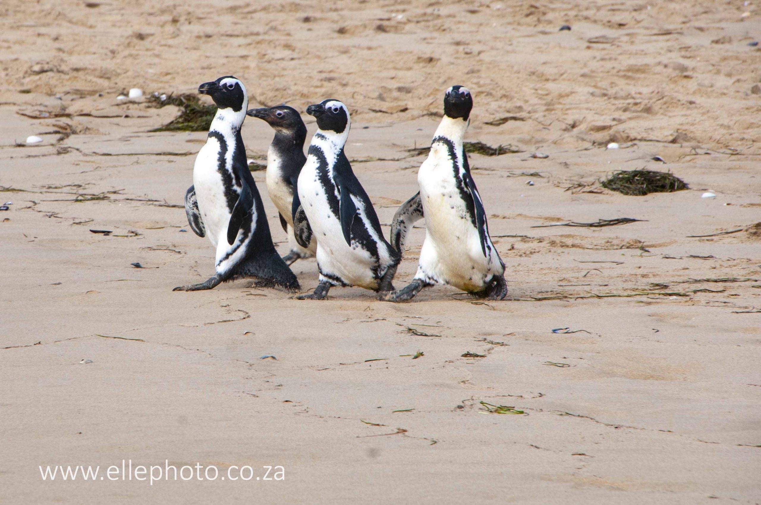 Penguins released on Lookout Beach on Saturday 20 Mar 2021