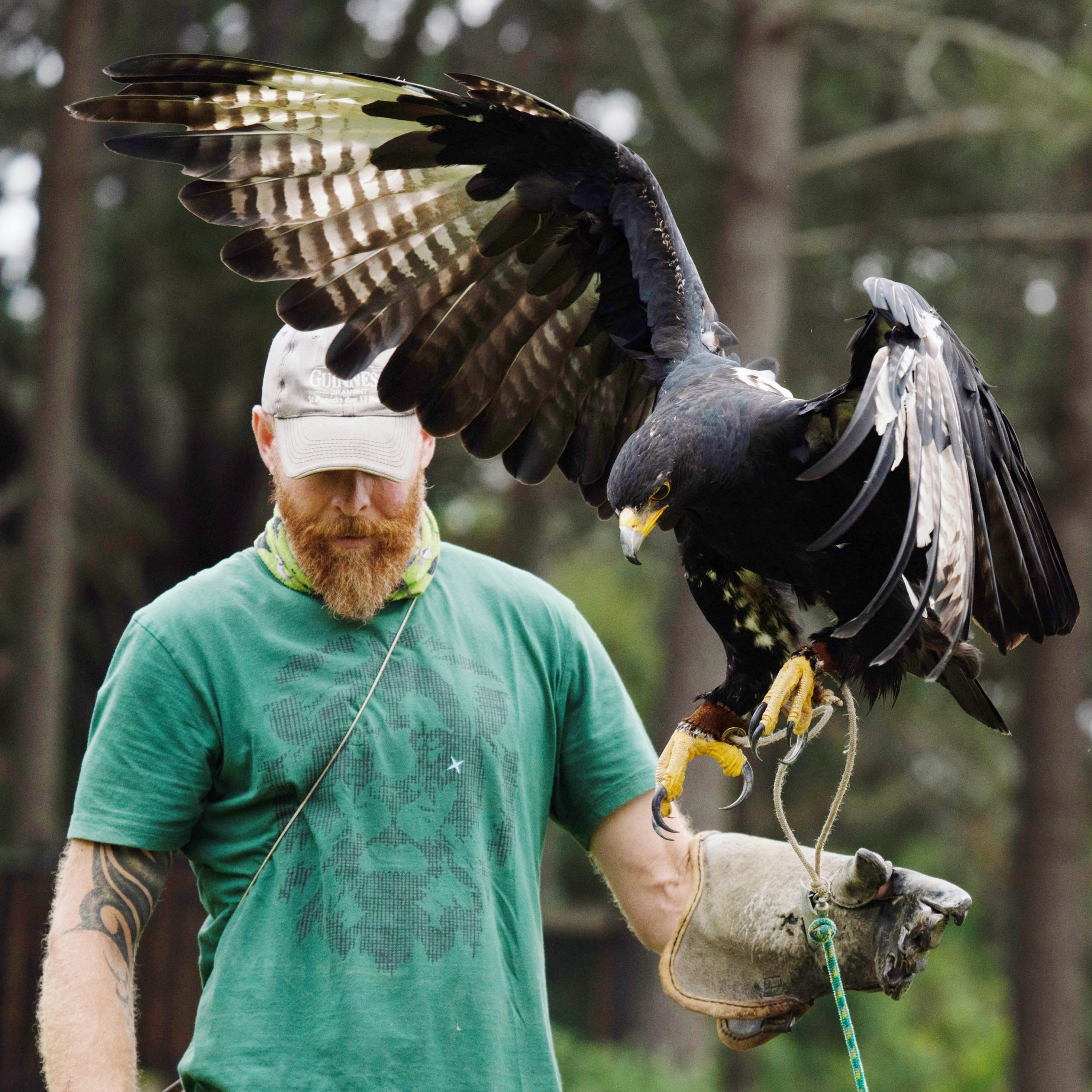 Raptor Rescue Plett Ian Pletzer Black Eagle