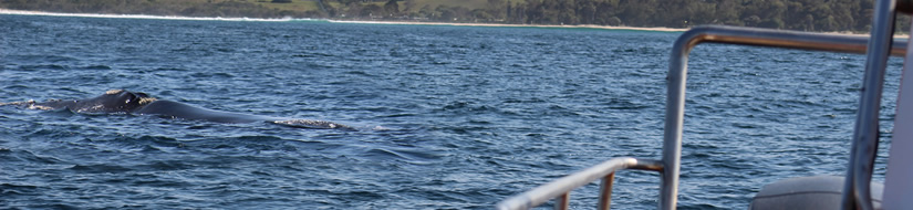 Boat-based whale-watching in Plettenberg Bay