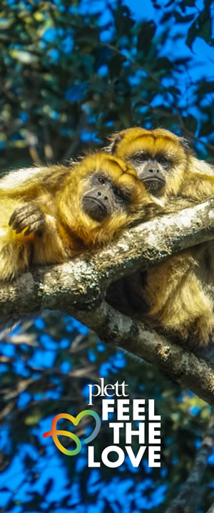 primates in same sex relationship