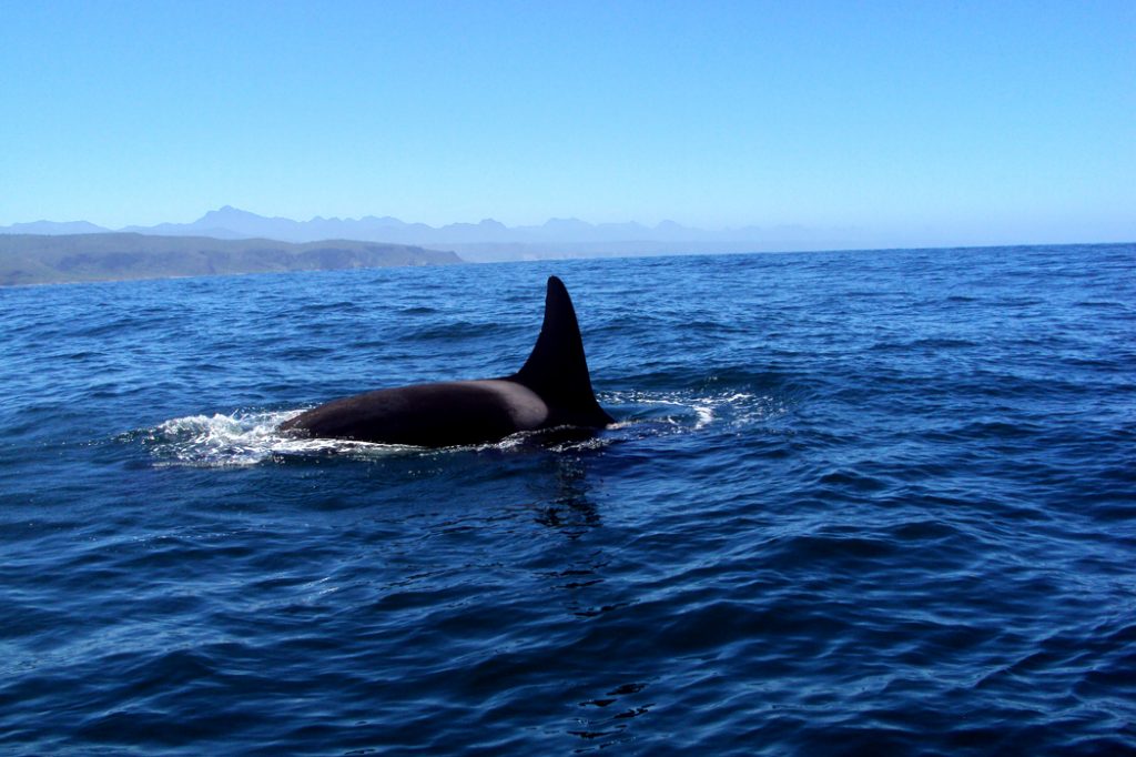 Plett Orca Sighting © Janet Middleton