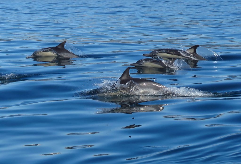 Dolphins Plettenberg Bay © Go Travel Bug