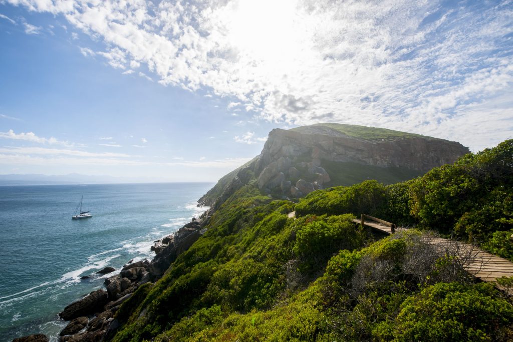 Elevated hikes in Plett offer sublime positions from which to spot and view our marine life