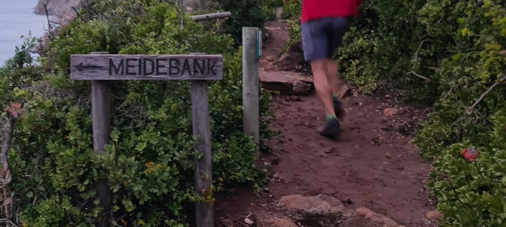 Meidebank turn-off on the Robberg Trail Run is a prime place for spotting great white sharks cruising the coastline