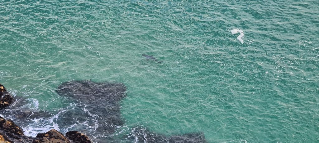 Great white sharks can sometimes be spotted from Meidebank as they cruise the coastline during winter