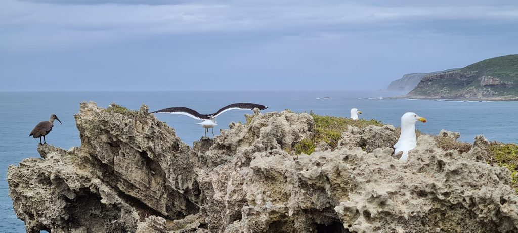Seagulls and seabirds nest among the sandstone rocks