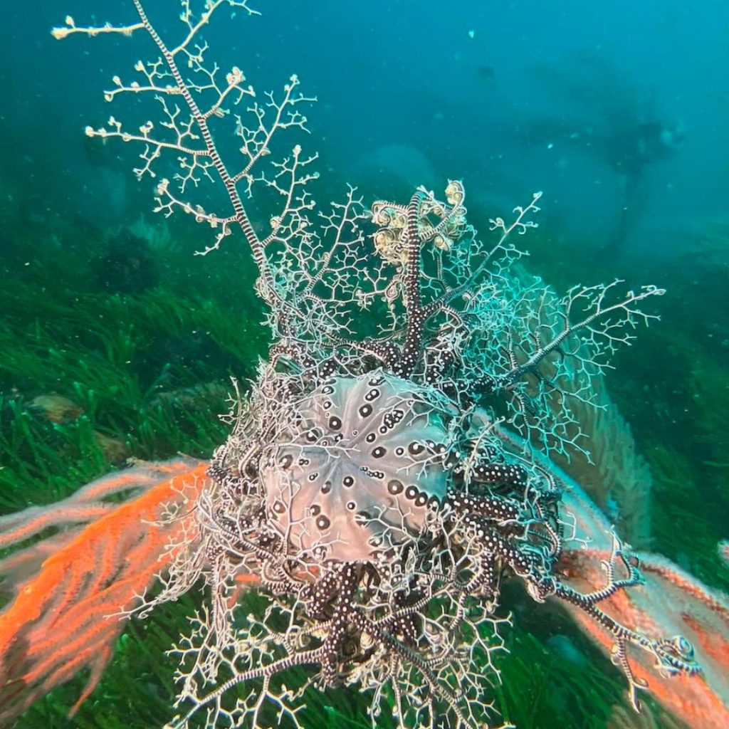 Basket Star on a dive off Plettenberg Bay - Orca Foundation Basket Star on a dive off Plettenberg Bay - Orca Foundation