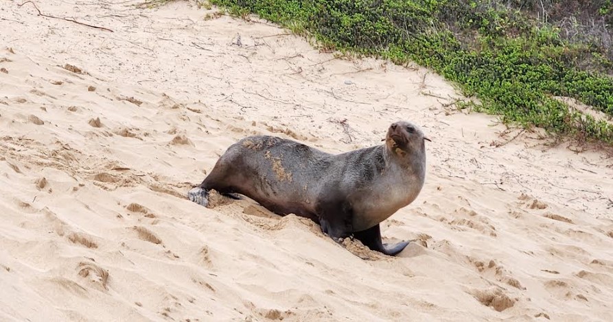 Cape Fur Seal on a sand dune in Plett