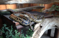 Lawnwood Snake Sanctuary in Plett