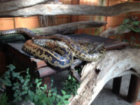 Lawnwood Snake Sanctuary