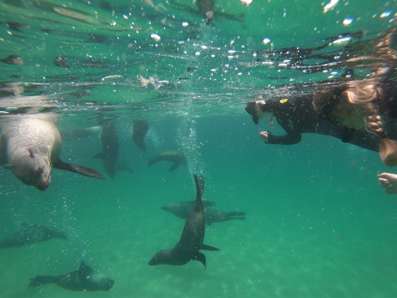 Pro Dive Plett Seals