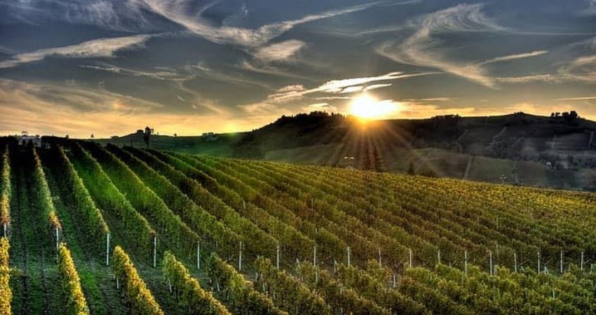 Sunset over Telluric vines