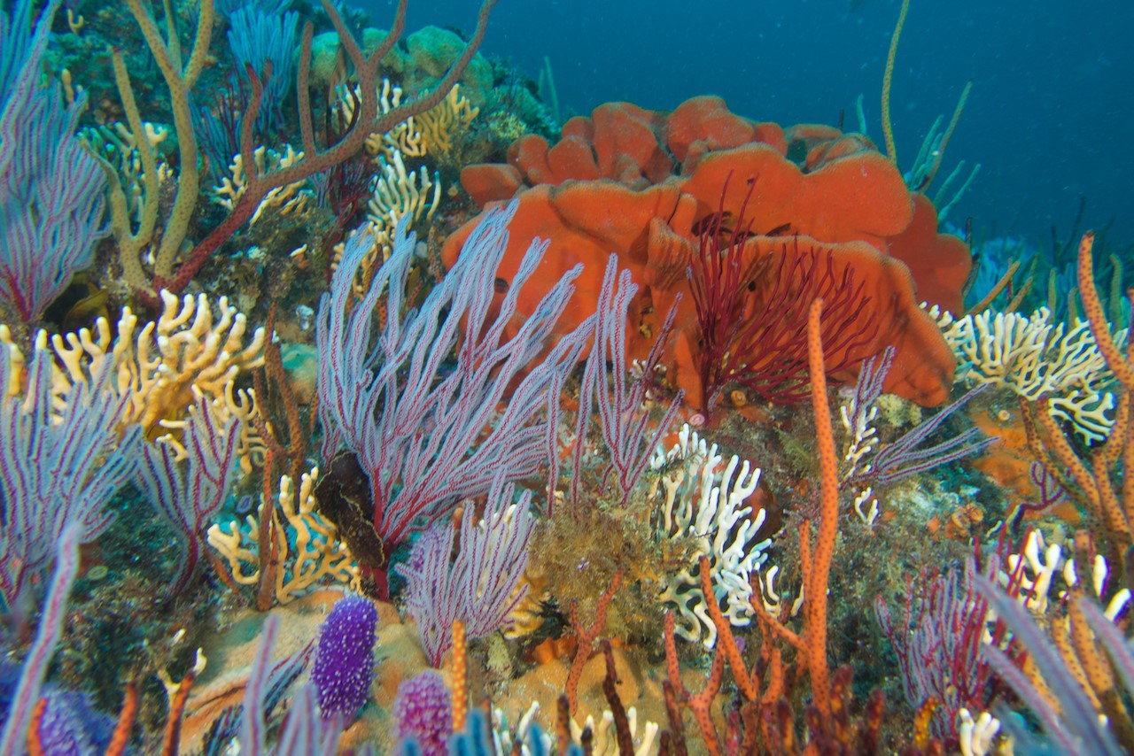 Pro Dive Plett reef conservation cleanup