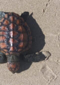 Be on the lookout, it’s Turtle Hatchling Season
