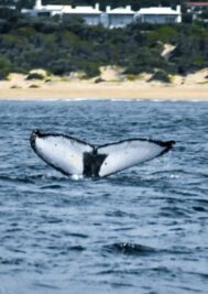 Whales arrive in Plettenberg Bay for Whale Season