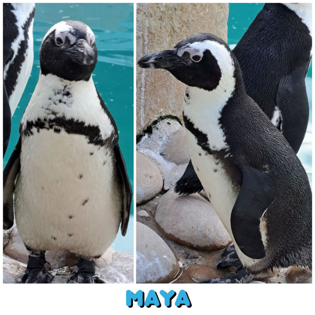 Maya (Buffalo Bay) will be set free at the Penguin Release on Sat 12 Oct 2024