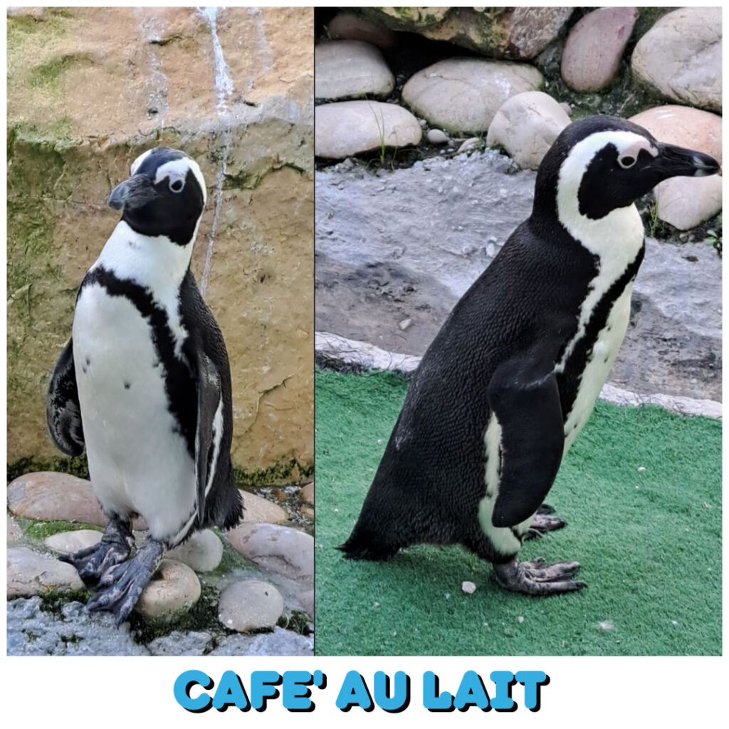Café au Lait (Tsitsikamma) will be set free at the Penguin Release on Sat 12 Oct 2024