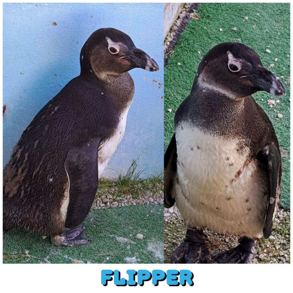 Flipper (Storms River) will be set free at the Penguin Release on Sat 12 Oct 2024